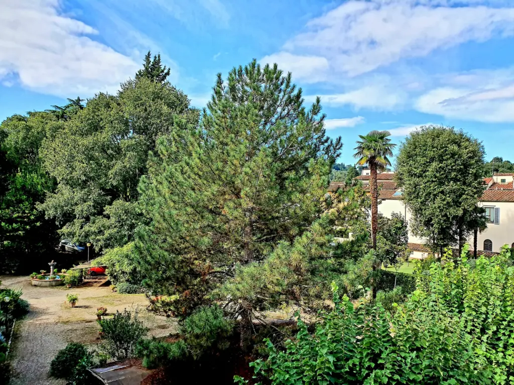 View over the garden’s tall pines and palms under a blue sky