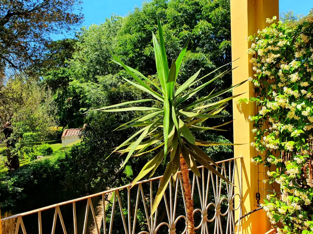 Balcony with a palm and a view across the gardens