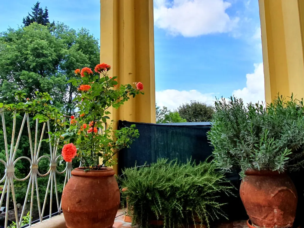 Red geraniums in terracotta pots on a balcony between yellow columns